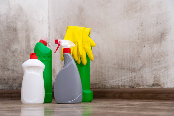 Why You Should Choose Our Mold Remediation Services in Brinckerhoff, NY